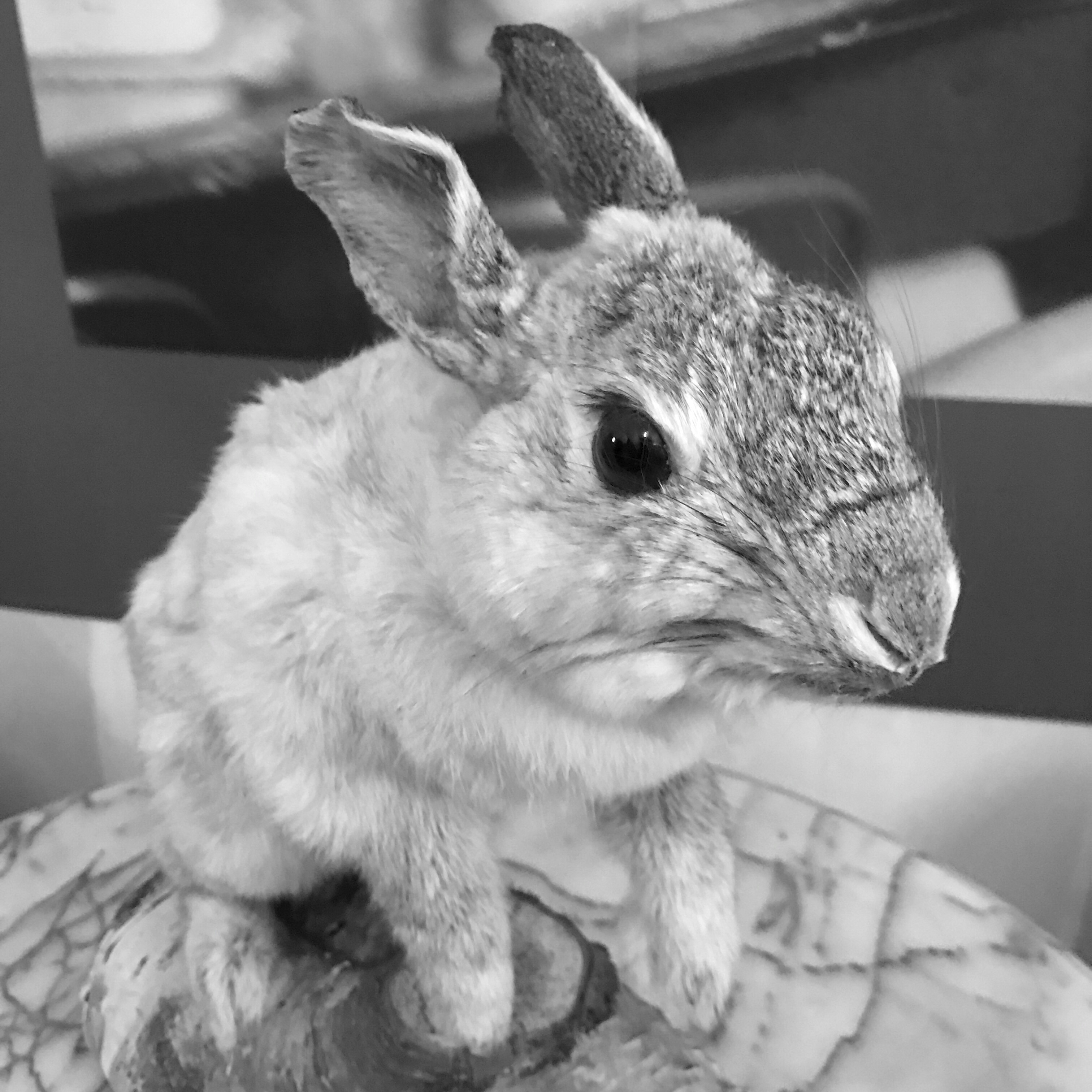 Stuffed rabbit Thumper