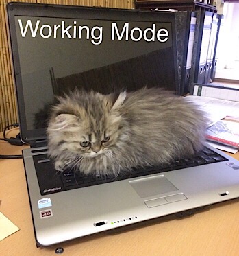 Blogging cat