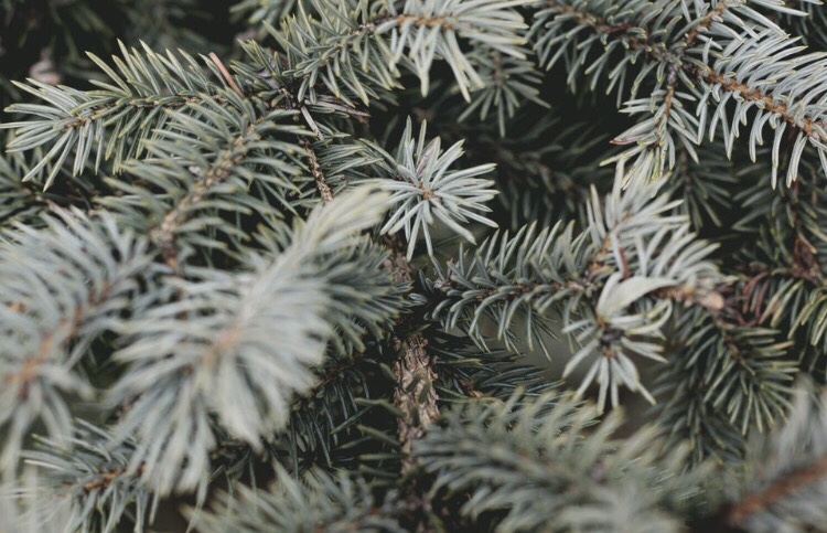 Pine tree needles