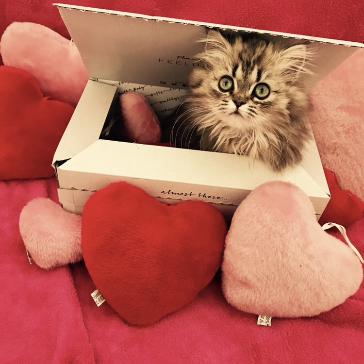 Cute kitten in a box