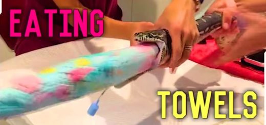 towel eating snake